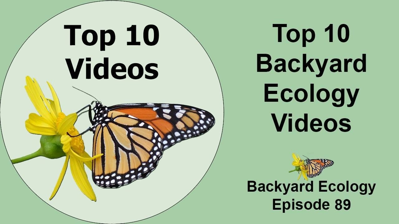 Top 10 Backyard Ecology Videos