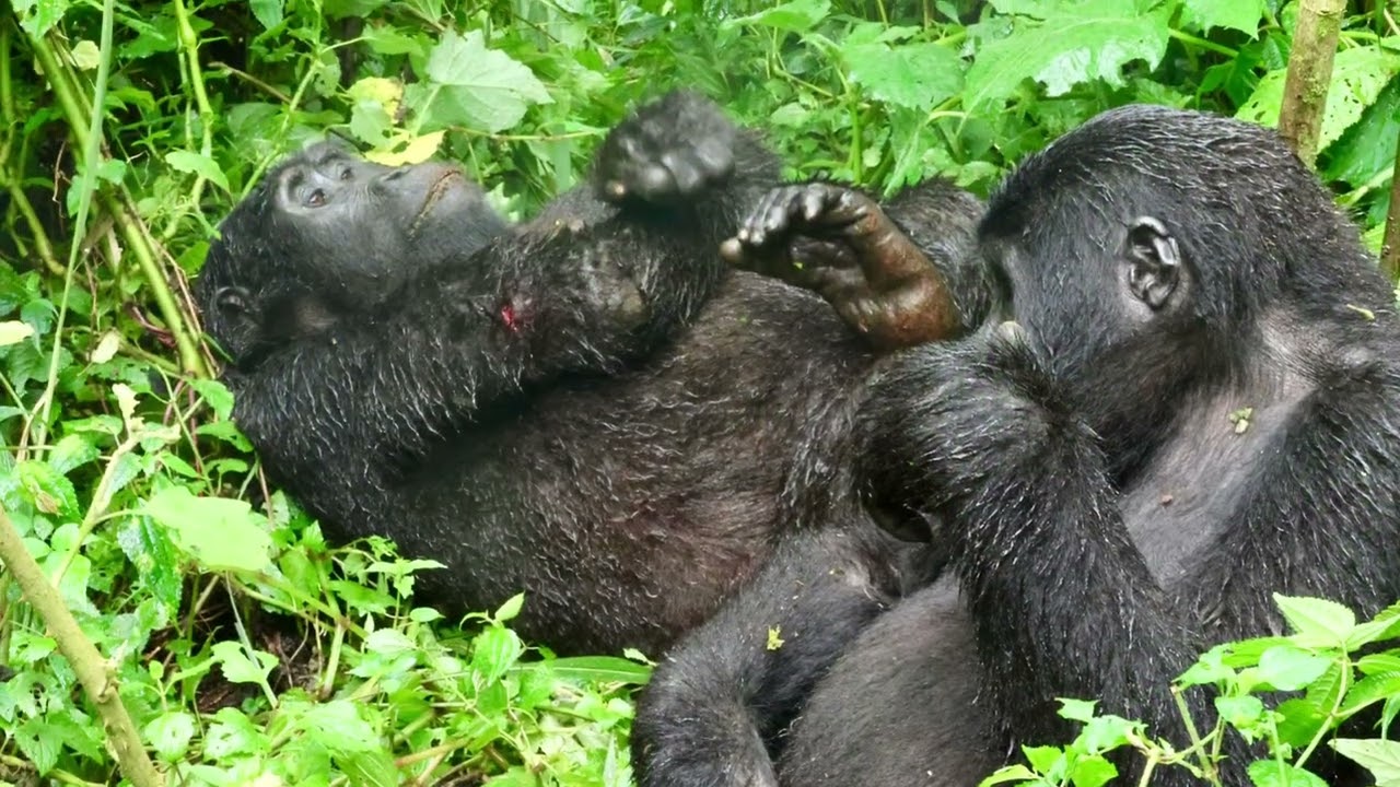 Bwindi Impenetrable Forest. Meeting the Mountain Gorillas