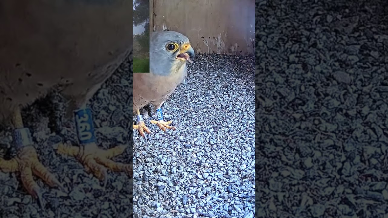 Short: lesser kestrel tries to attract mate