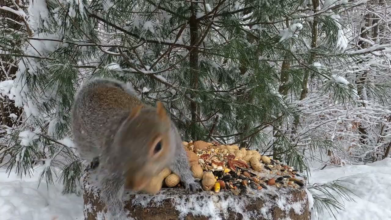 Snowy Stump