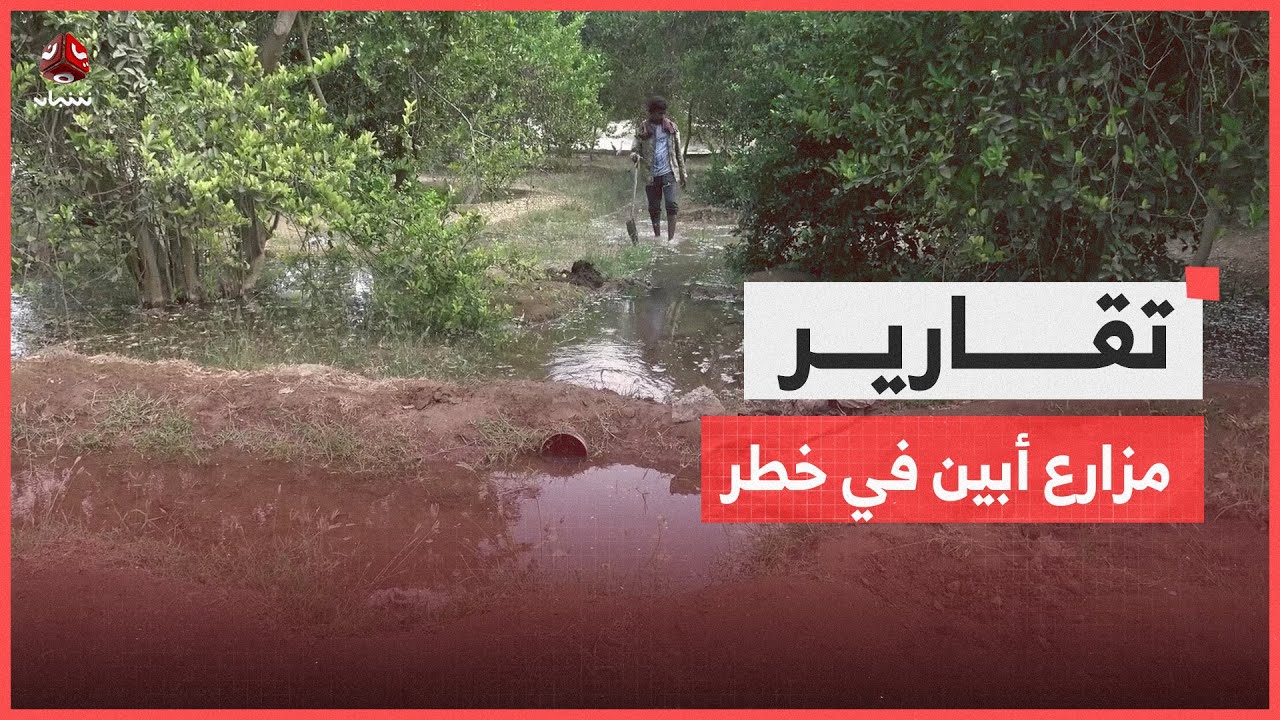 أبين.. مزارع دلتا تواجه تحديات التغيير المناخي