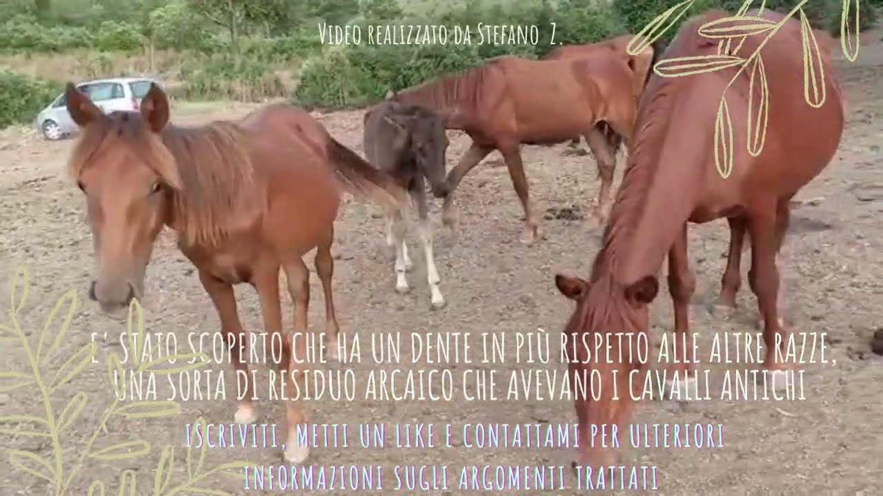 Il cavallo del Sarcidano (Sardegna), razza antichissima. The Sarcidano horse, a very ancient breed.