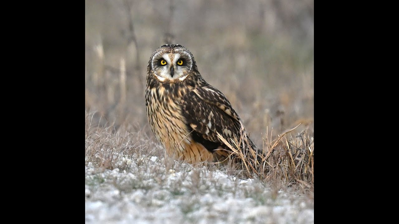Short-eared Owl at Columbia Bottom Conservation Area