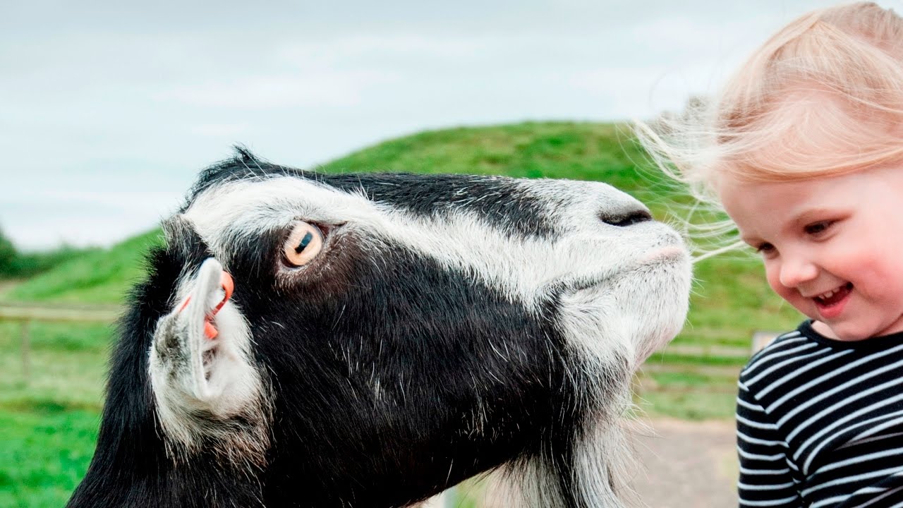 Meet the Animals at the National Forest Adventure Farm