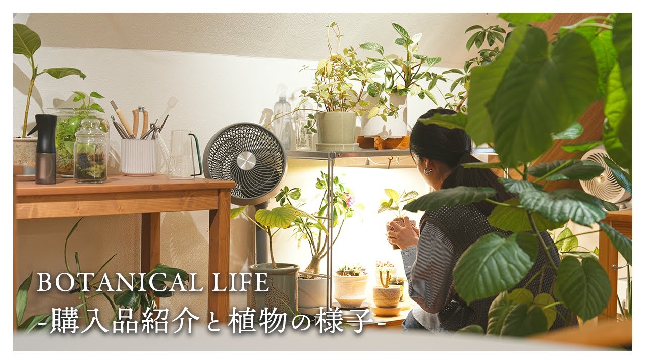 楽しみを見つけました...最近の購入品と植物のその後の様子｜Onitsuka Tiger｜SOWBOW｜GRⅢ