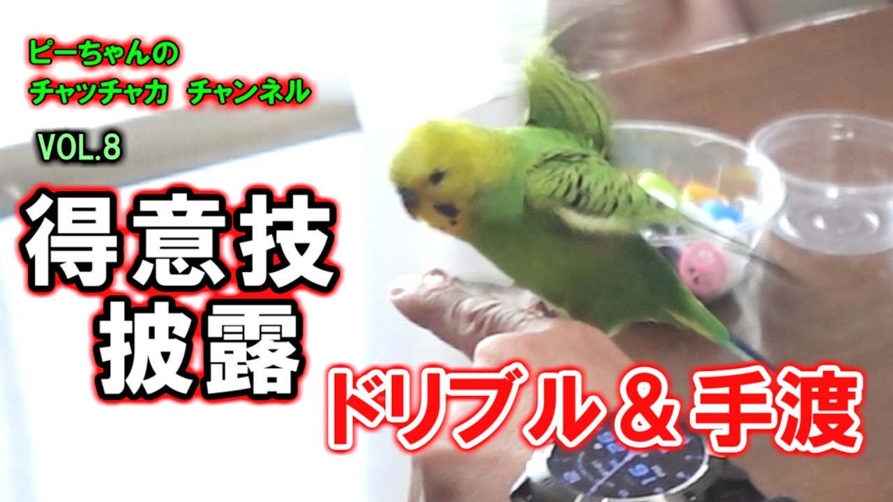 セキセイインコのピーちゃん VOL8　カキカキが大好きなピーちゃん。手渡りやキャップでテーブルの端を引きずる遊びを、今日も元気にしています