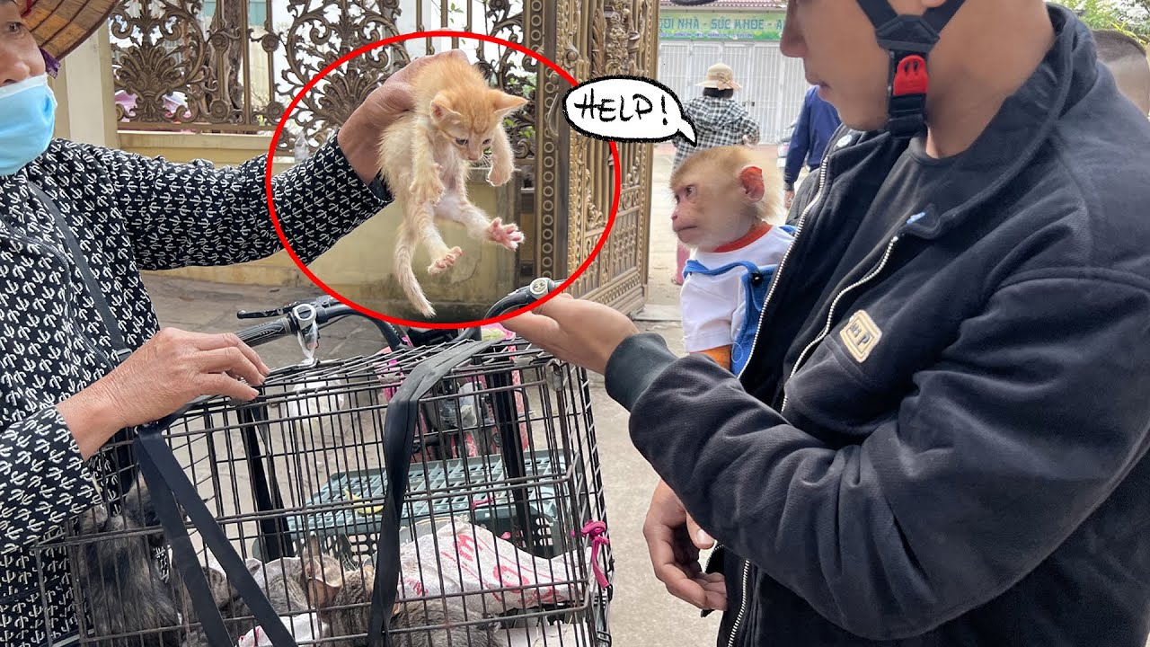 Папа и Киви спасают желтого кота на рынке