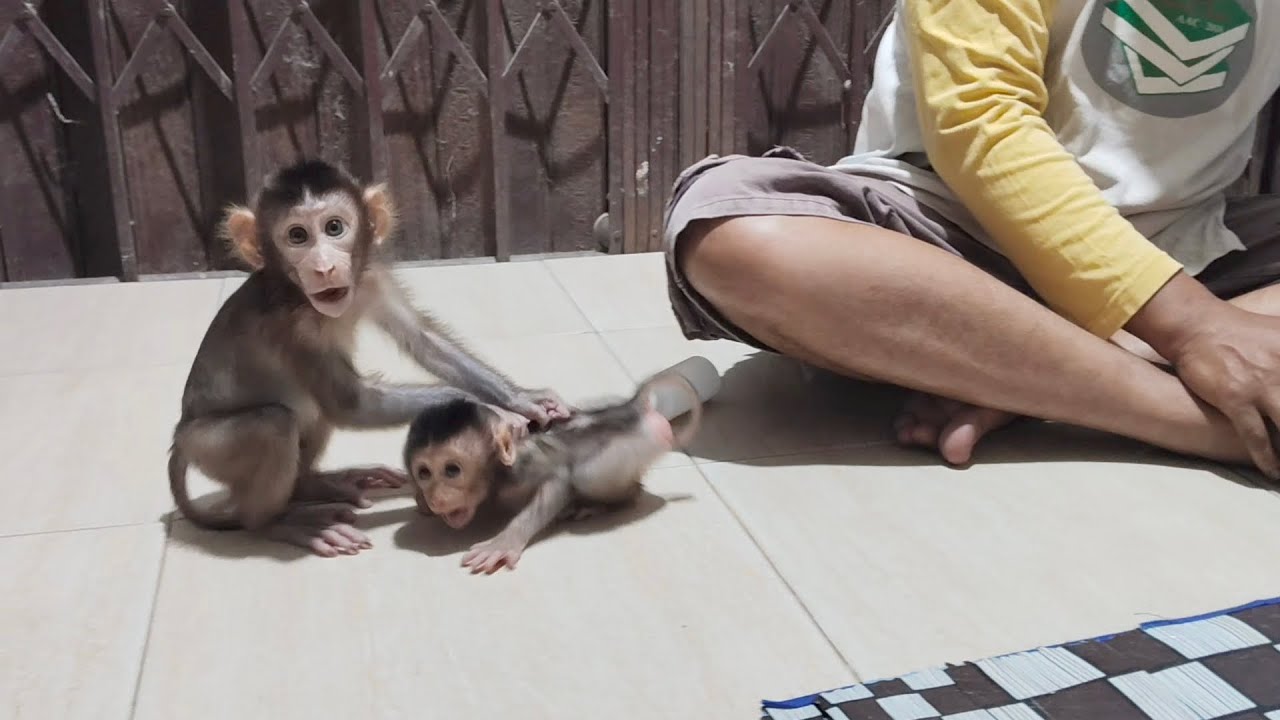The increasingly uncontrolled attitude of the baby monkey Boni when he saw the new baby monkey⁉️