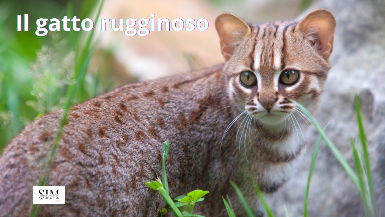 Gatto rugginoso