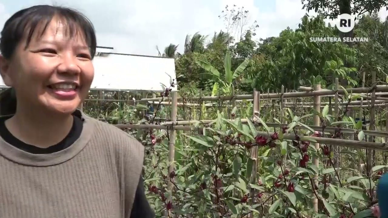 ZONA TANI  - BUDIDAYA TANAMAN ROSELLA