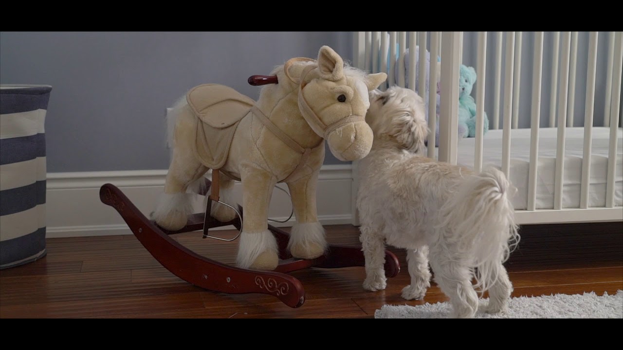 The Best Walk Through Dog Ever! | Realtours Media