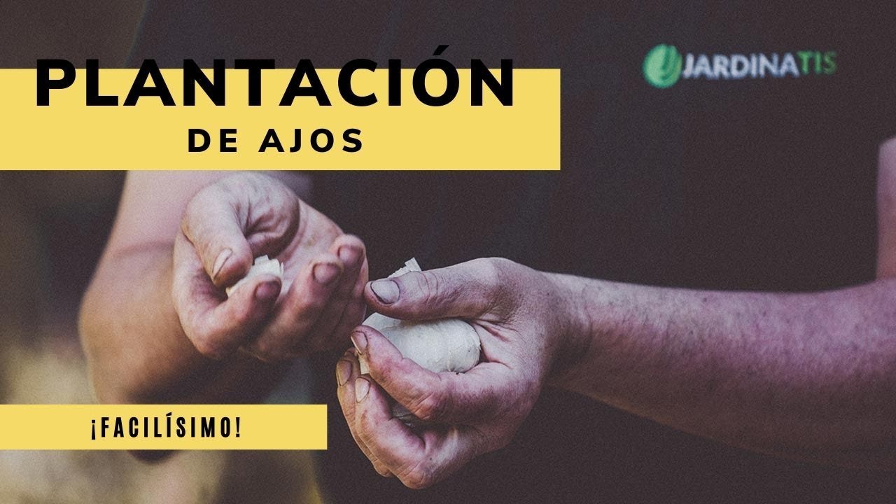 Plantación de ajos - Bricomanía - Jardinatis