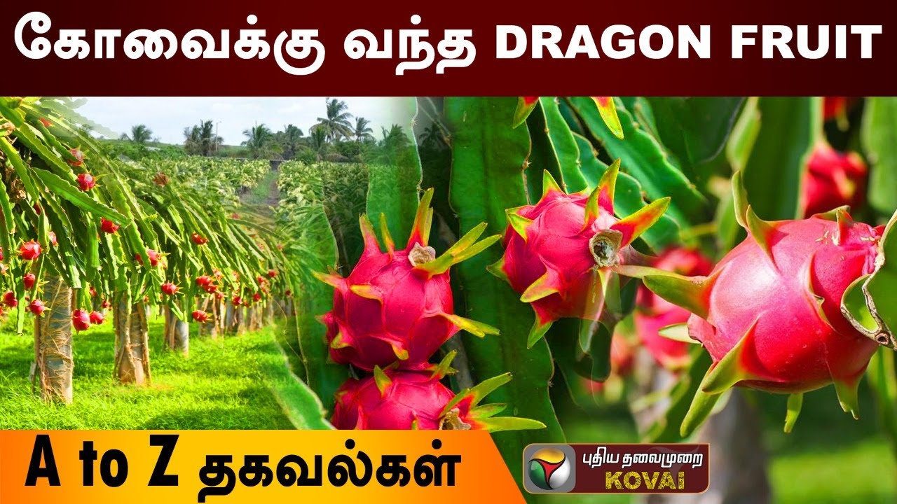 கோவையும் டிராகன் ஃப்ரூட்டும்... நீங்க இந்தப் பழம் சாப்டிருக்கீங்களா? 