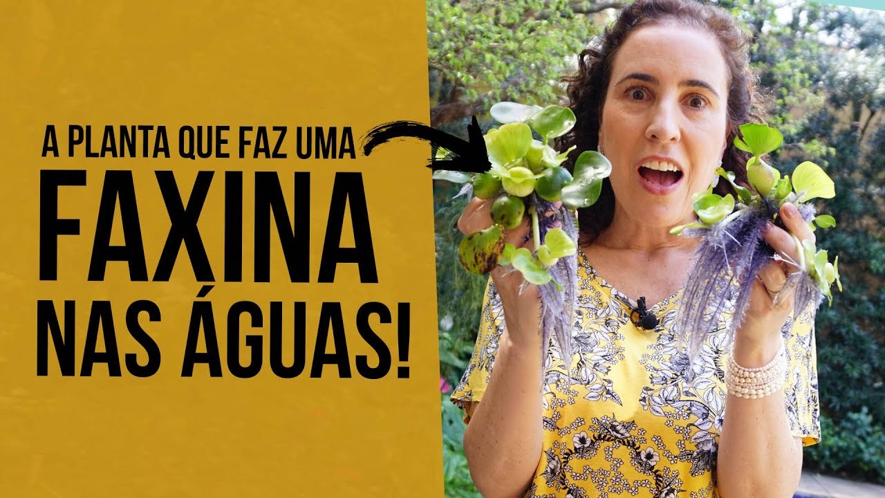 A PODEROSA AGUAPÉ - Dicas de Cultivo | Nô Figueiredo