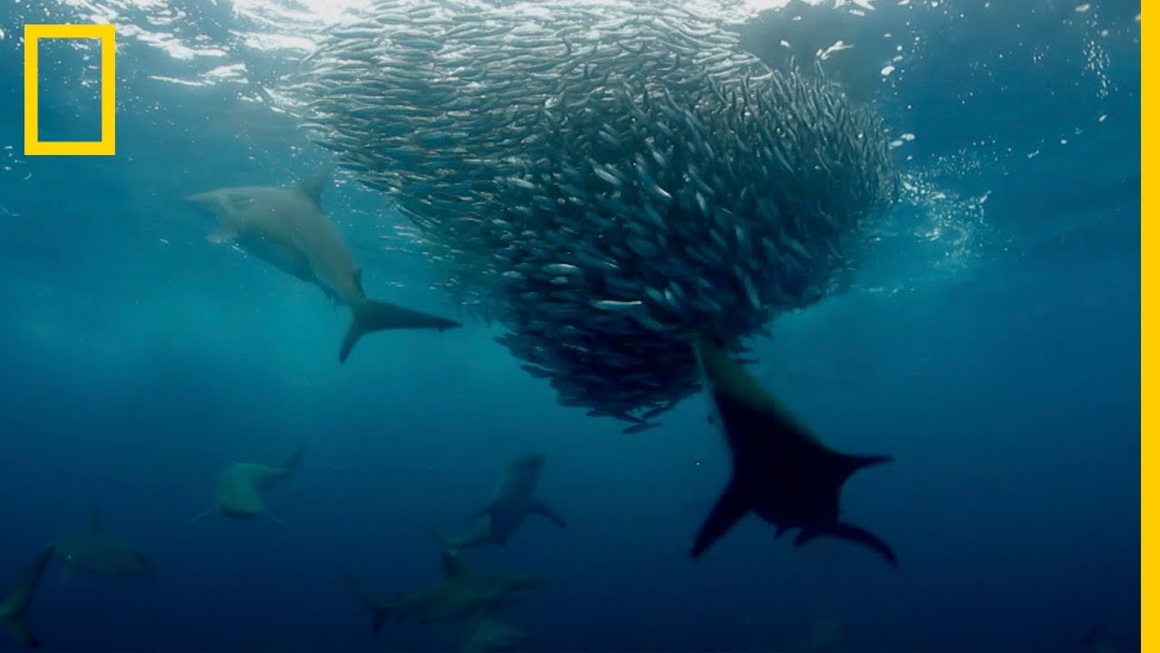 Los mejores DEPREDADORES del Océano se dan un FESTÍN de SARDINAS | National Geographic en Español