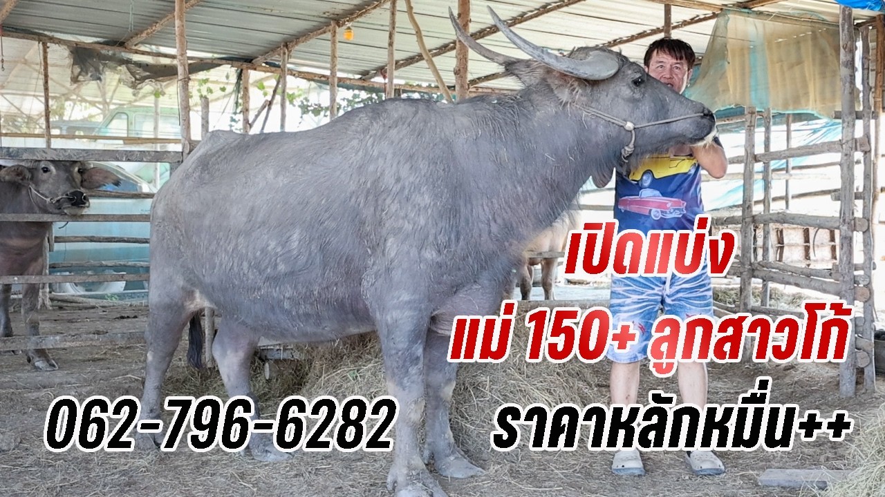 เฮียไพทูลย์ บางปลาม้า แบ่งแม่พันธู์150 หลักหมื่น ของเฮียไพทูลย์ บางปลาม้า 062-796-6282