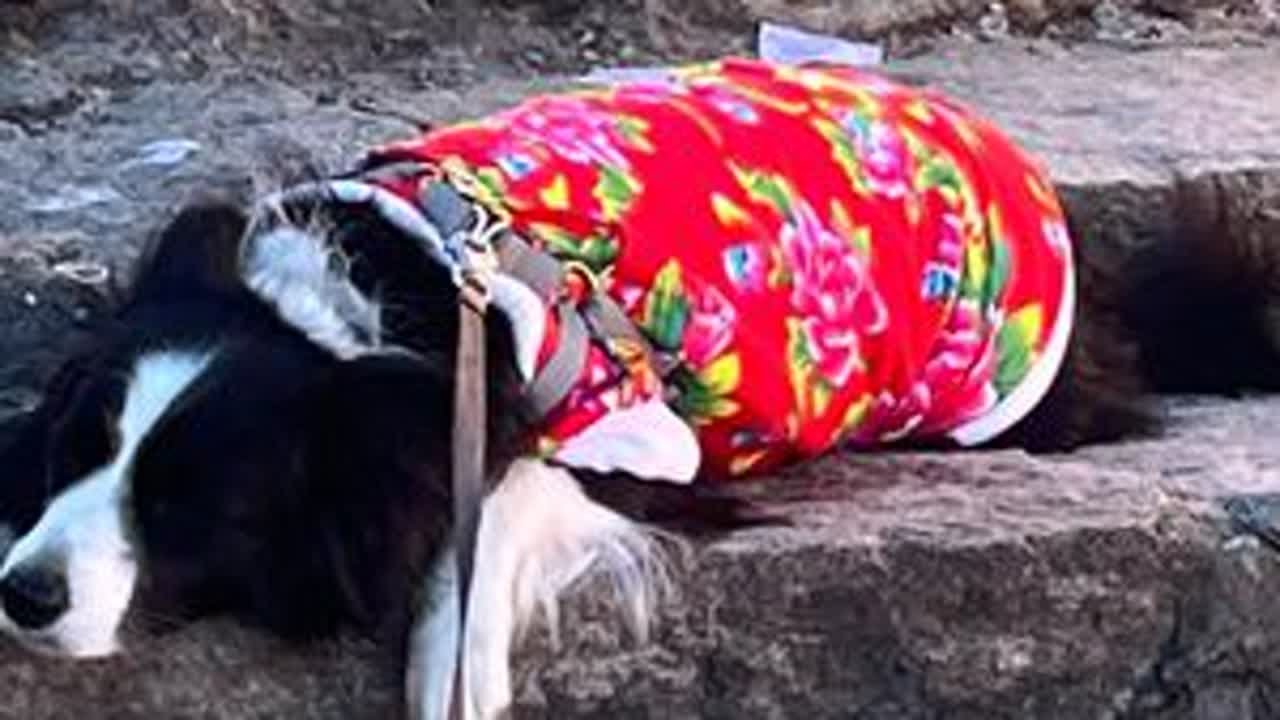 人狗电车闯318，折多山垭口，人没事，狗高反了 #带狗旅行 #自驾游 #一人一车自驾游 #特斯拉 #川藏线