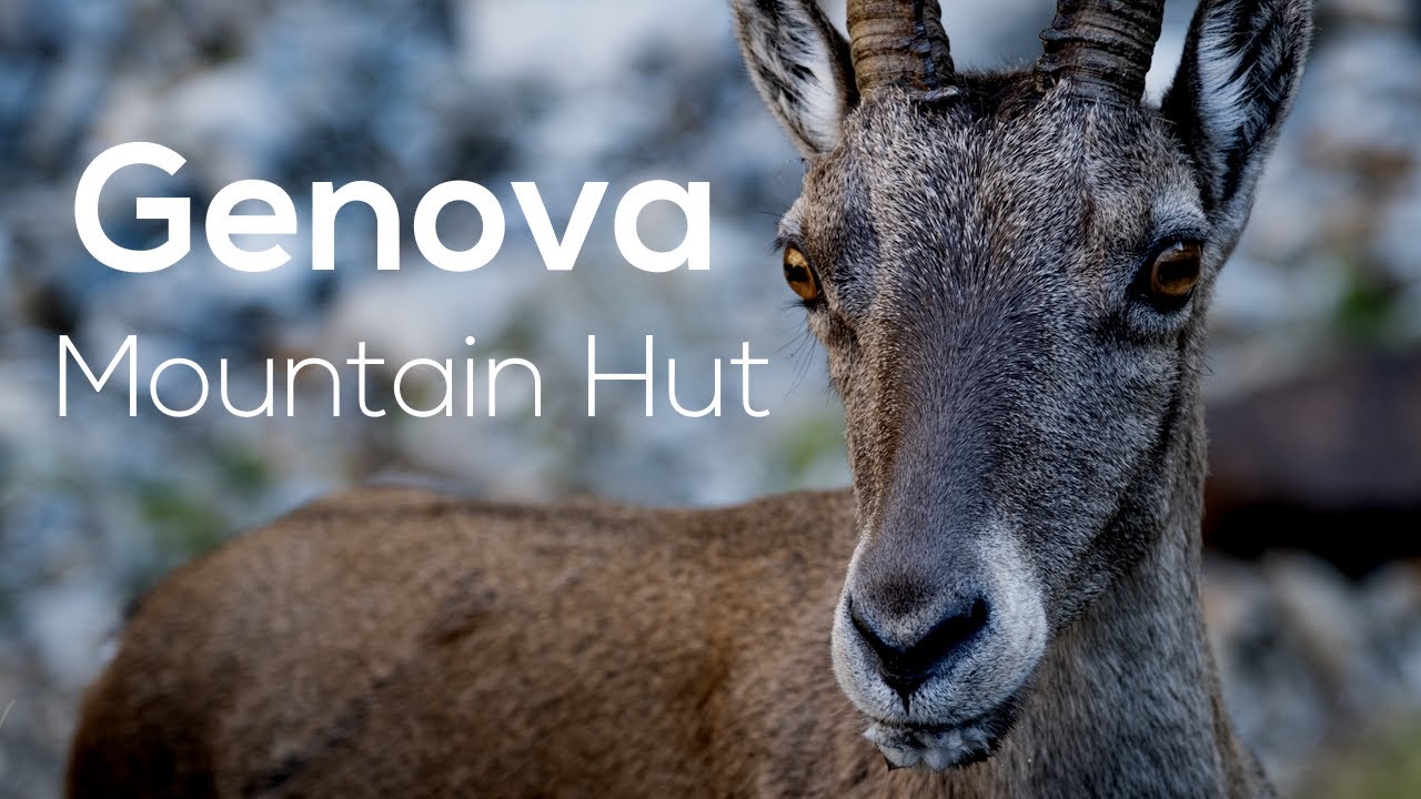 Incredible Encounters at the Genova Refuge in the Maritime Alps • Piedmont, Italy  ☘️