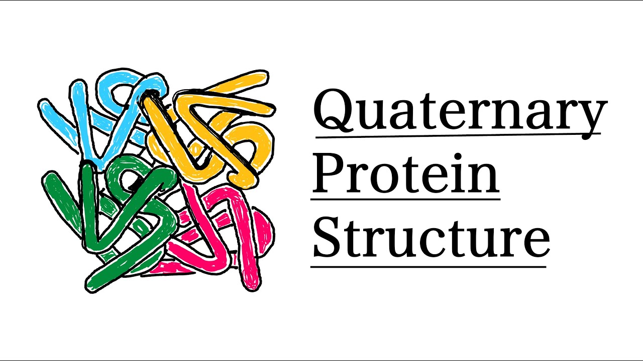 Quaternary Structure of Proteins | MCAT Biochemistry