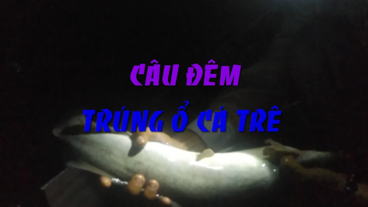 🦐Fishing 16🐟Một Đêm Trúng Đậm Cá Trê Phê Quá Phê🐟