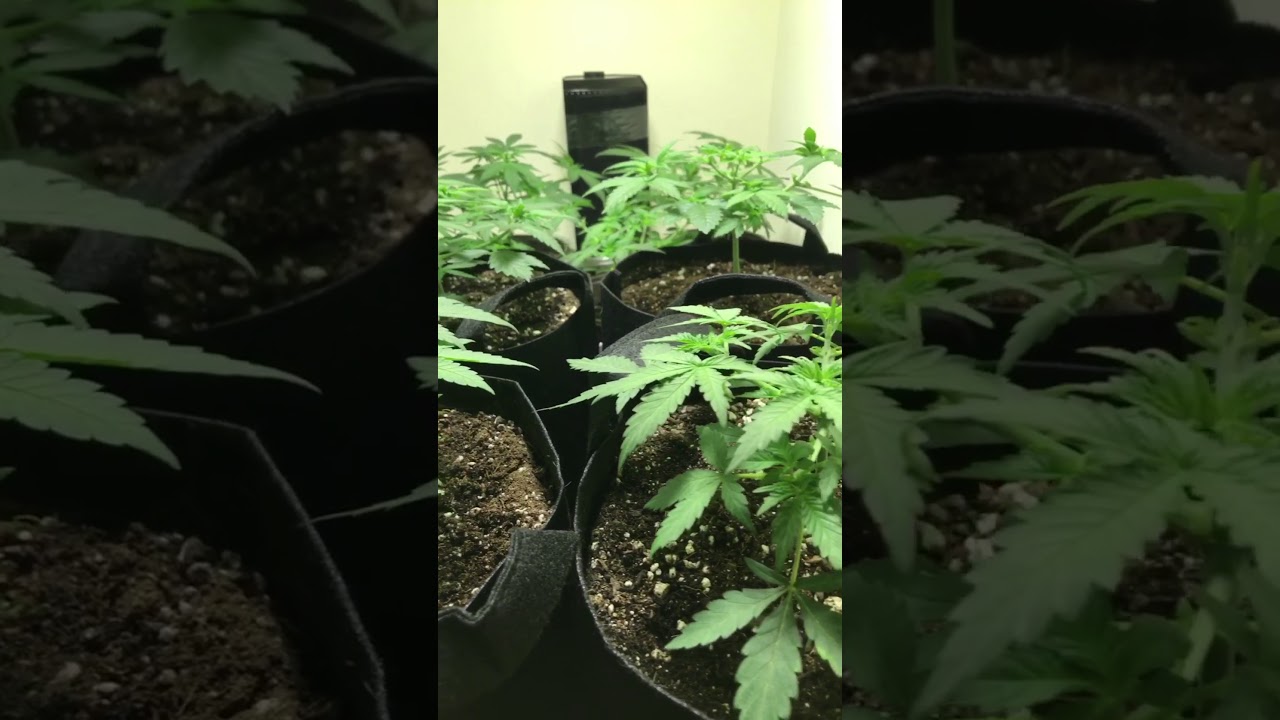 Bag Seed to Good Weed - Day 31 Transplanting