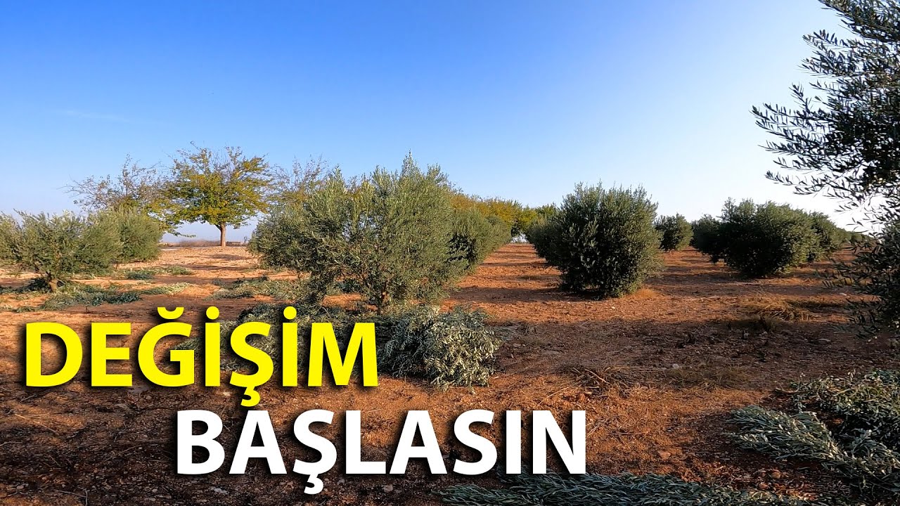 Gelişimi İyi Olan 4 Yaş Zeytin Budaması