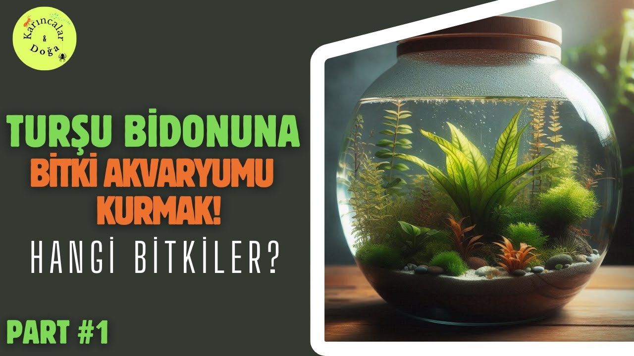 TURŞU BİDONUNA BİTKİ AKVARYUMU PART #1 ! Bitki akvaryumu nasıl yapılır?