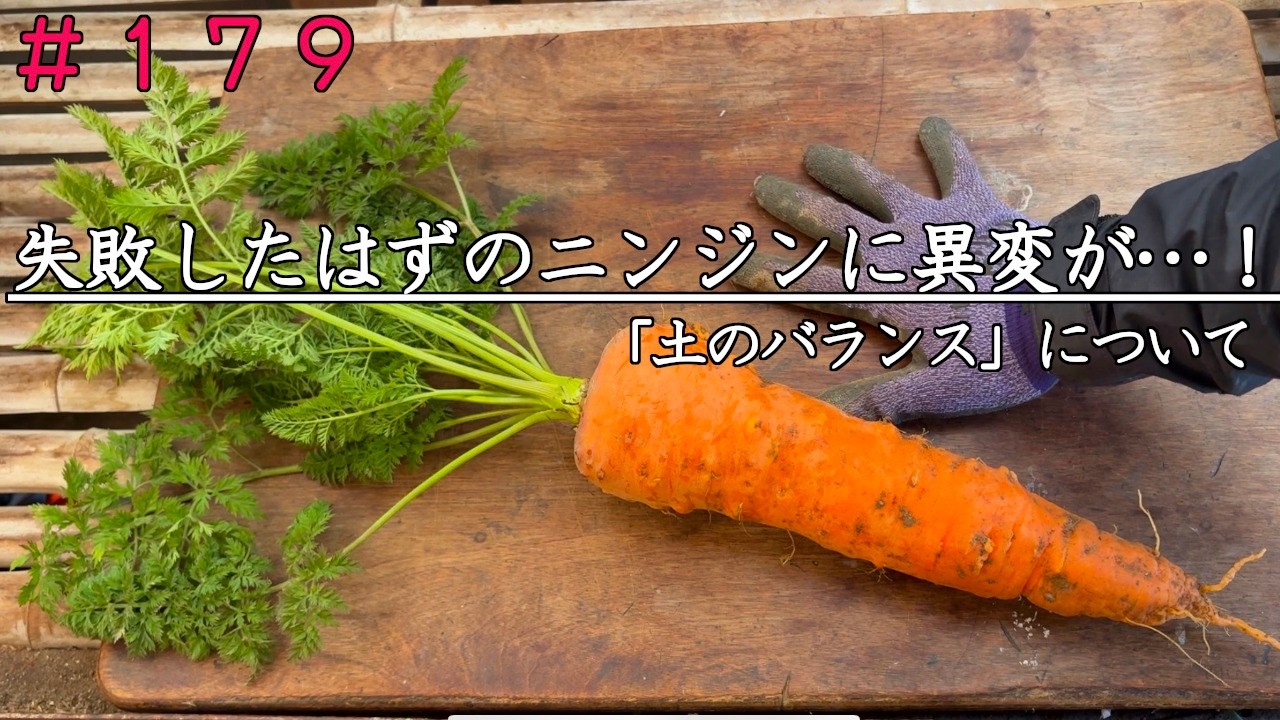 【自然農】失敗したはずのニンジンに異変！！｜「土のバランス」について考える