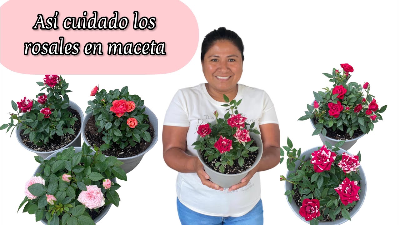 ASI CUIDO LAS ROSAS o ROSALES EN MACETA crecen más bonitos con muchas flores