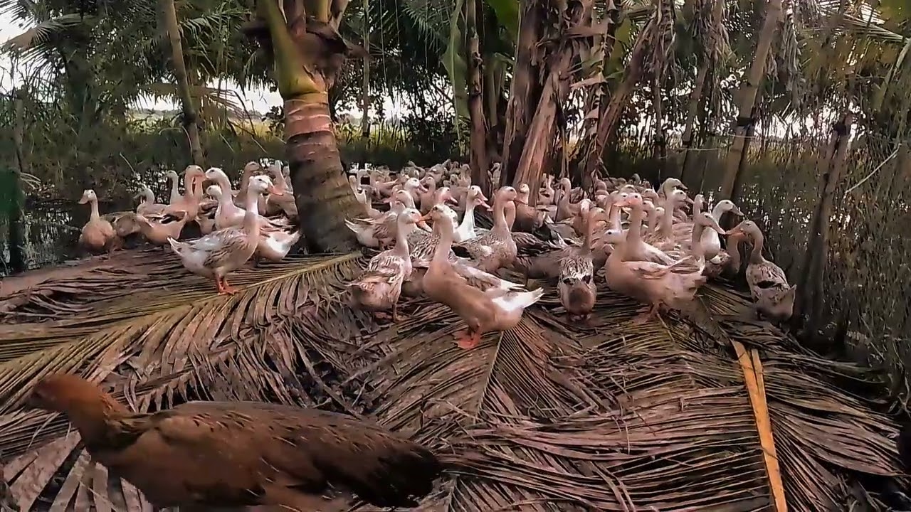 🏠#/nuôi vịt đẻ trứng 🦆 ít rủi ro.lại có thu nhập💸💵💰hàng ngày.ace cùng tham khảo mô hình này🛖⛺🦆🦆🦆🦆🦆