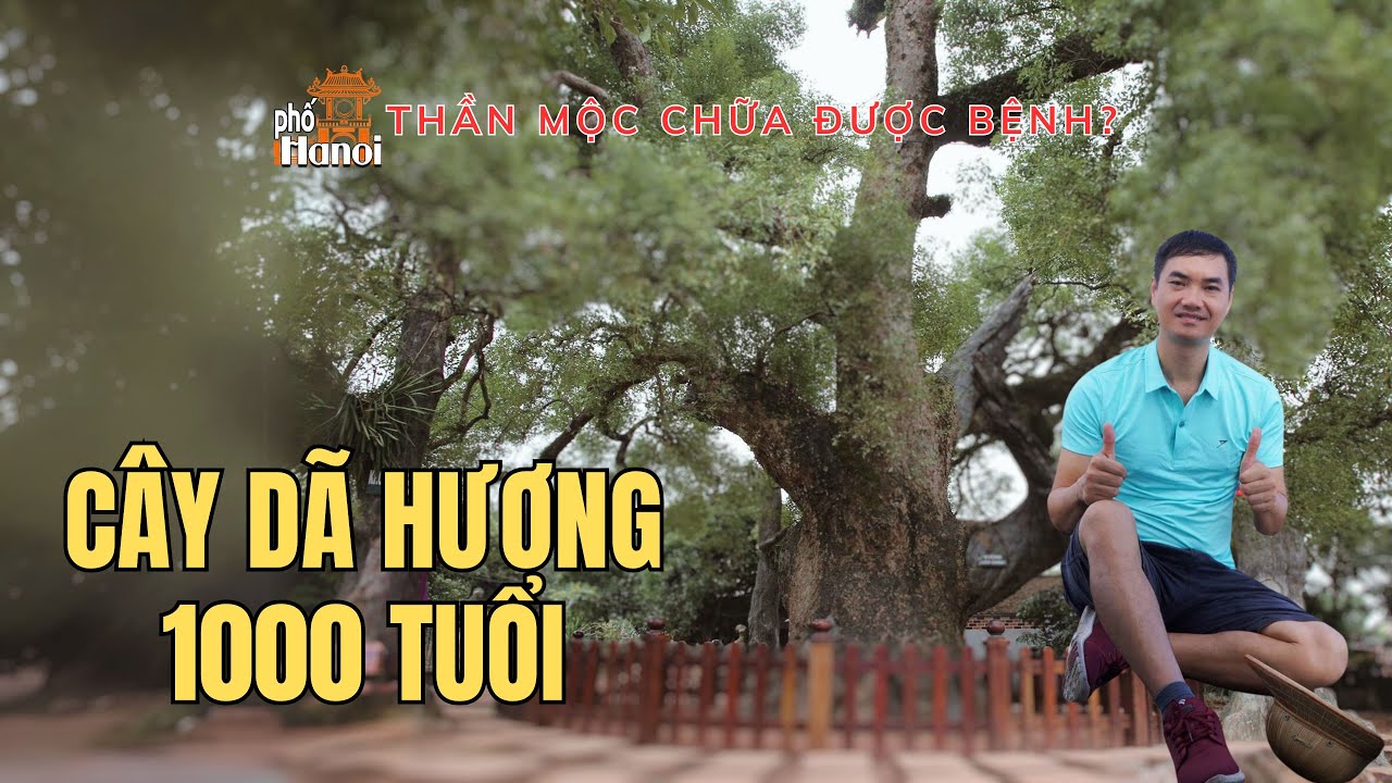 Khám Phá Thực Hư: Cây Dã Hương Nghìn Tuổi và Bí Ẩn Có Linh Khí Chữa Được Bách Bệnh #hnp