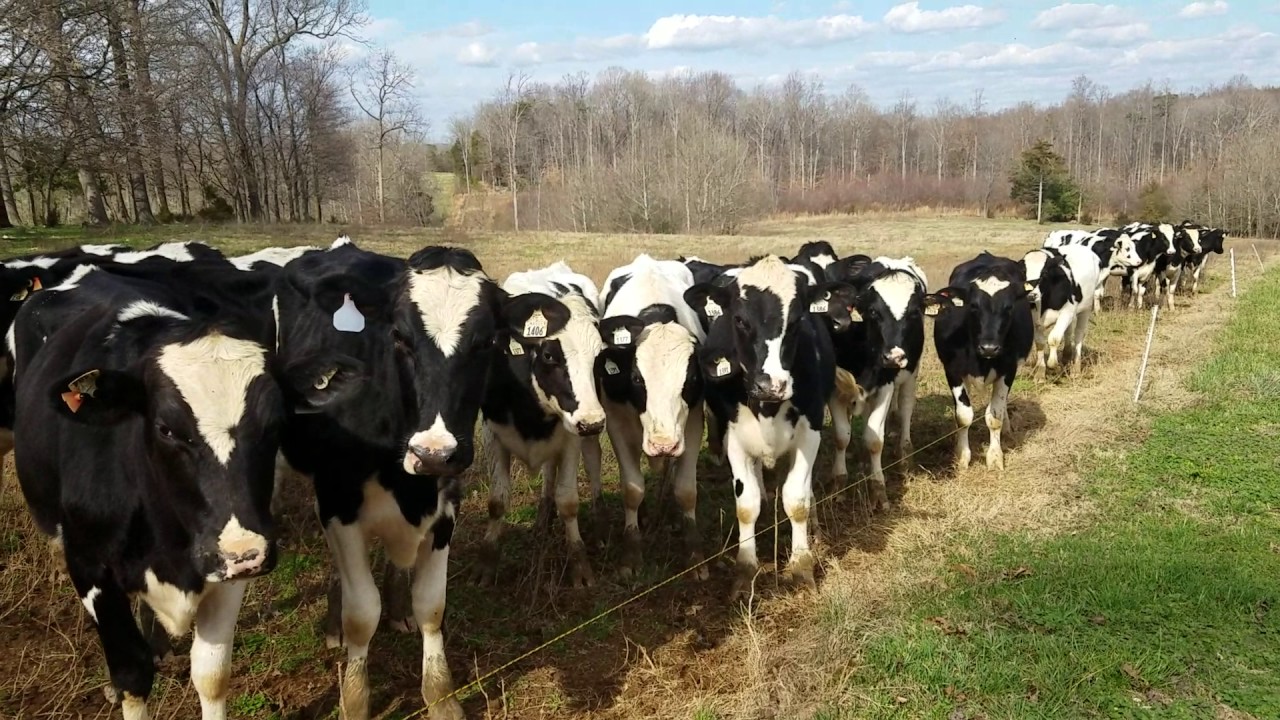 Cows mooing
