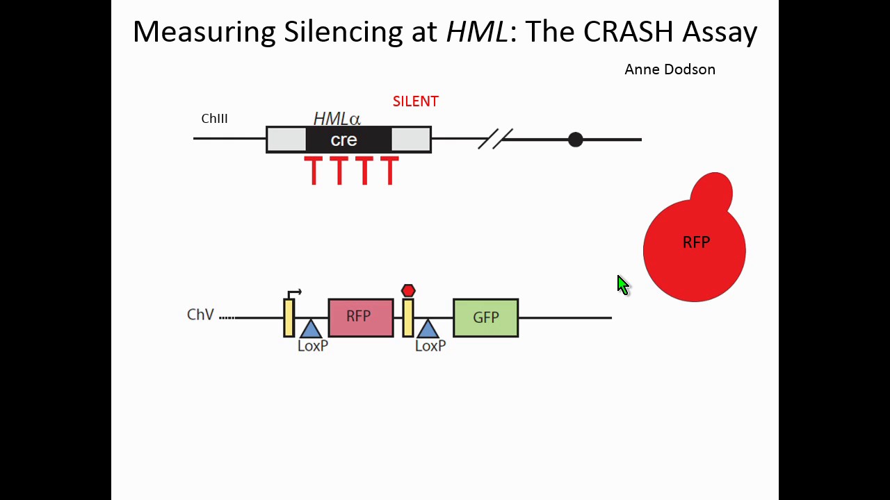 R Janke: An oncometabolite disrupts epigenetic processes and increases gene silencing in yeast.