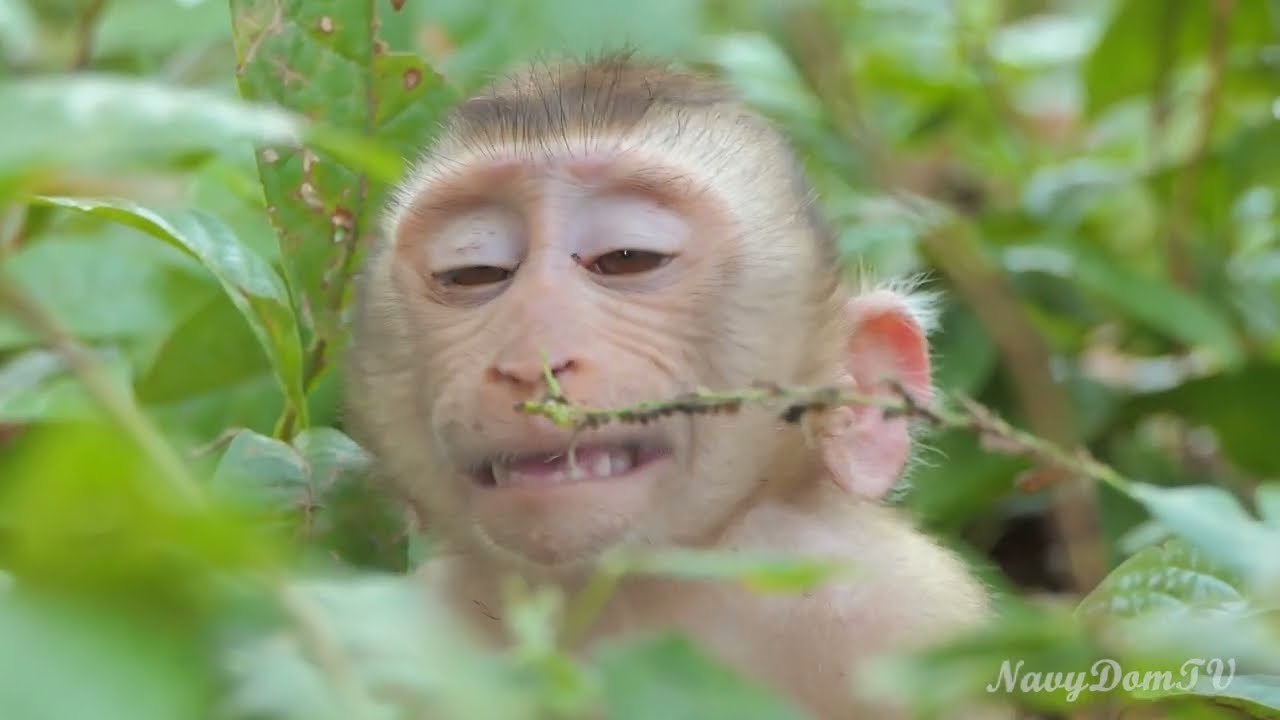 Samuel, the New Abandoned Monkey Found in Sovanna, Cries Till Sleep Pity Him! :Unbearable Heartbreak