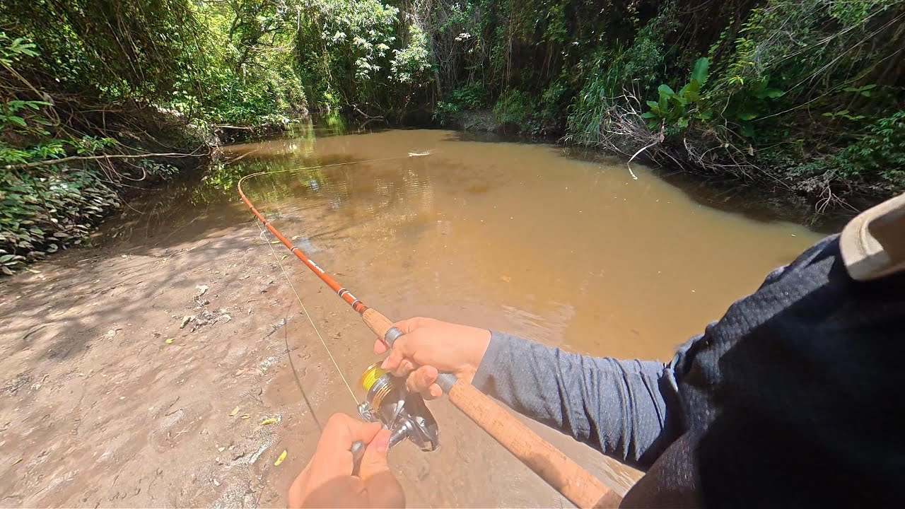 Esta quebrada en Ibagué - Tolima, tiene muchos peces. (mojarras, dentones, guabinas)
