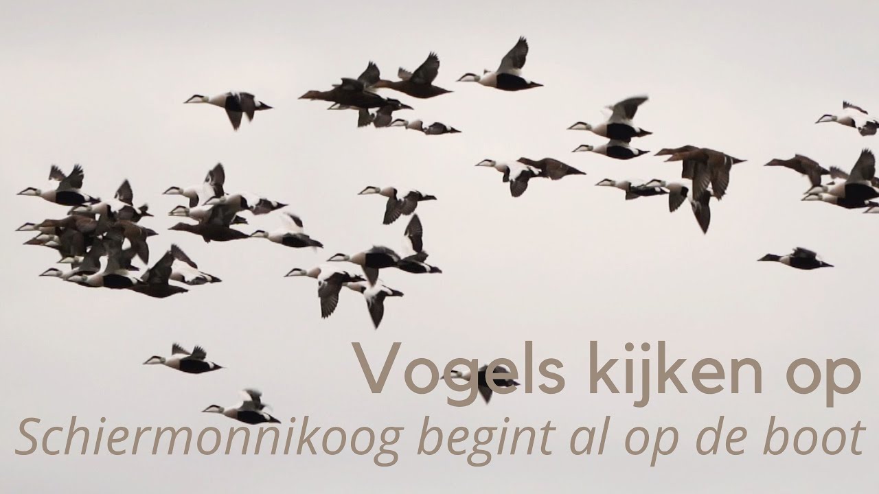 Vogels kijken op Schiermonnikoog begint al op de boot #1373