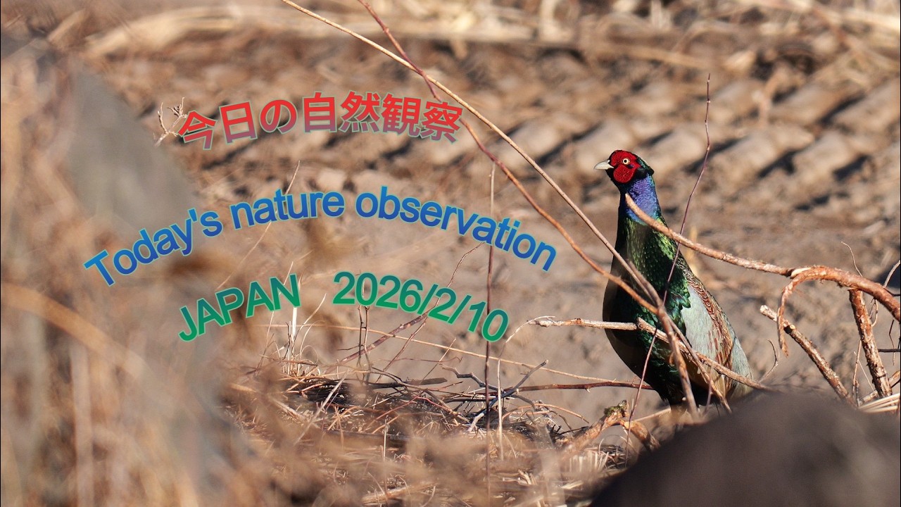 今日の自然観察　Today's nature observation　JAPAN  2026/2/10