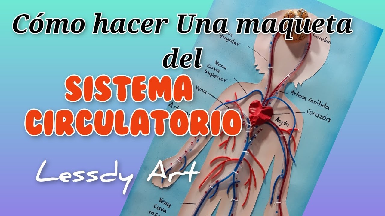 como hacer una maqueta del sistema circulatorio