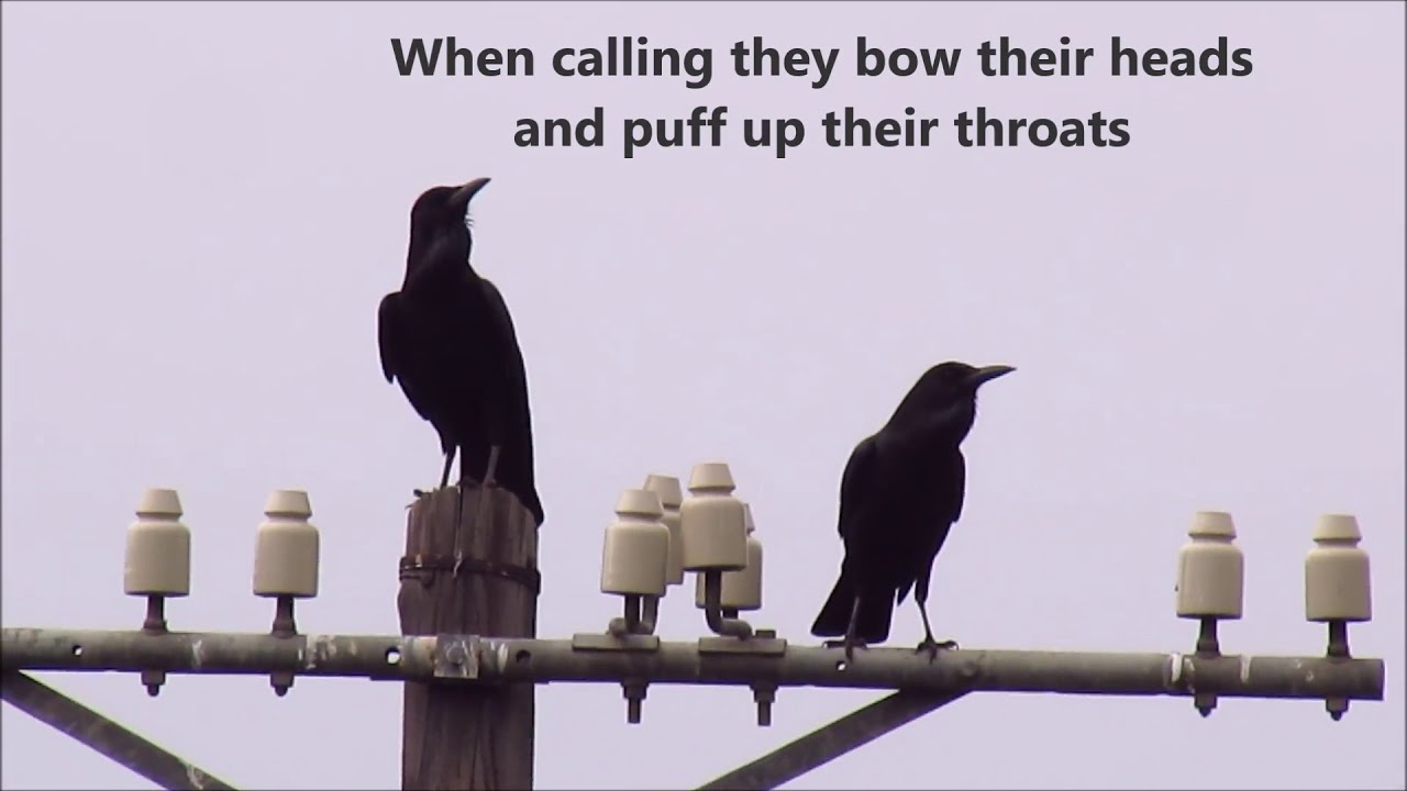Cape Crows calling