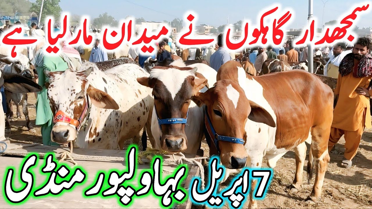Today Bhawalpur Cow Mandi Fresh Latest Update | Cholistani Sahiwal Bachre Bachrian | Cow Mandi 2025🔥