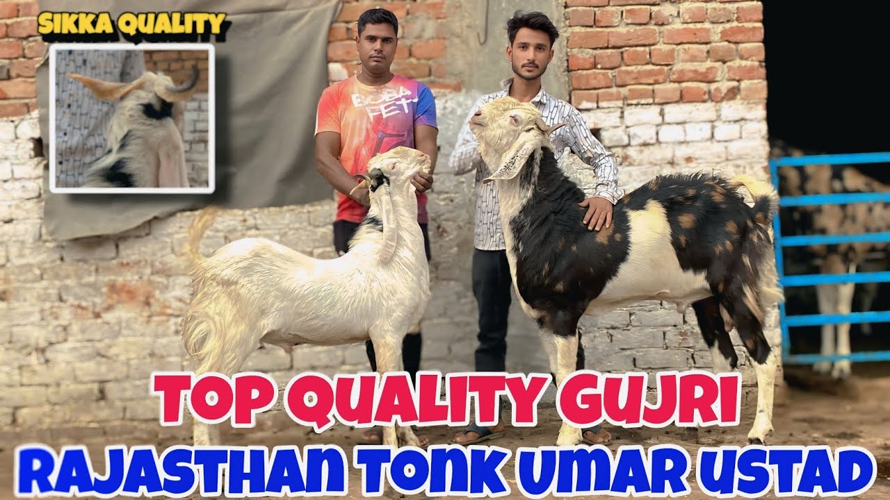 Top quality gujri palne wale bakre At imran bhai umar ustad goat farm Rajasthan Tonk | #gujrigoat