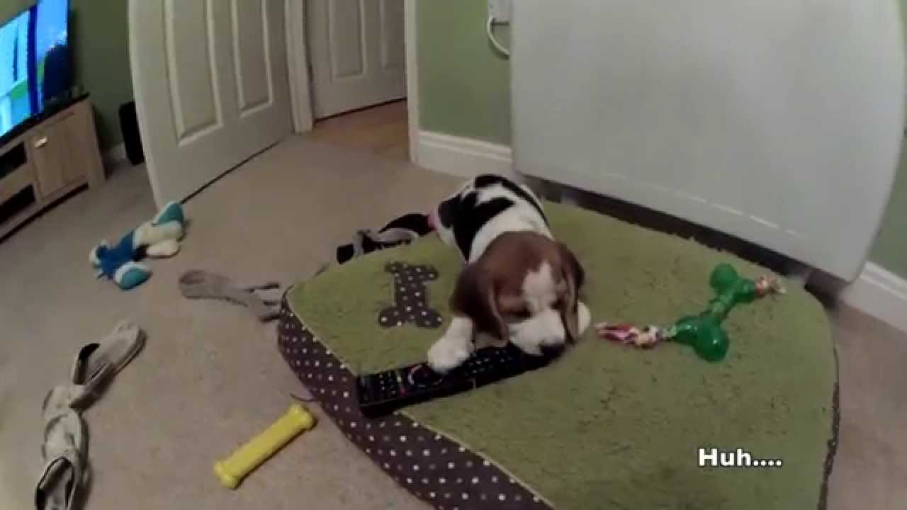 Cute beagle puppy doing her funny beagle stuff - 9 weeks old lady