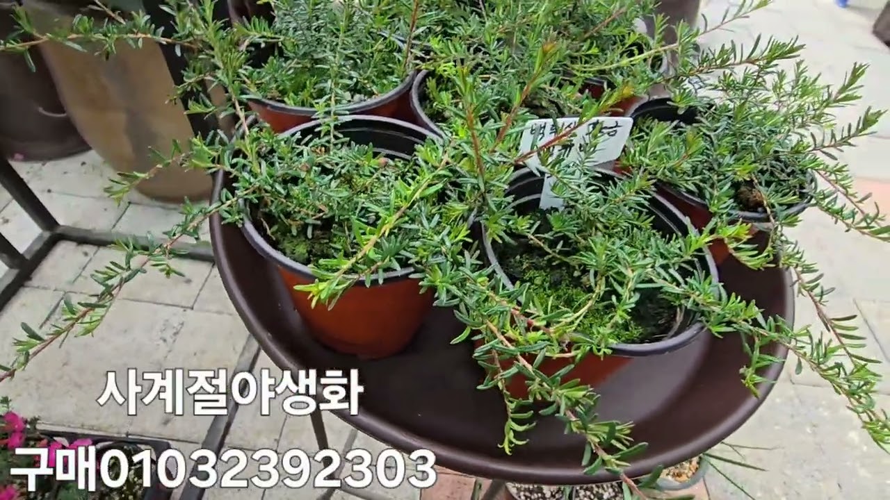 사계절야생화. 구매01032392303#써니스마일.톨바기아.황금성류매.마케니아.크리스타리리.시클라멘 무늬.라페로지아.