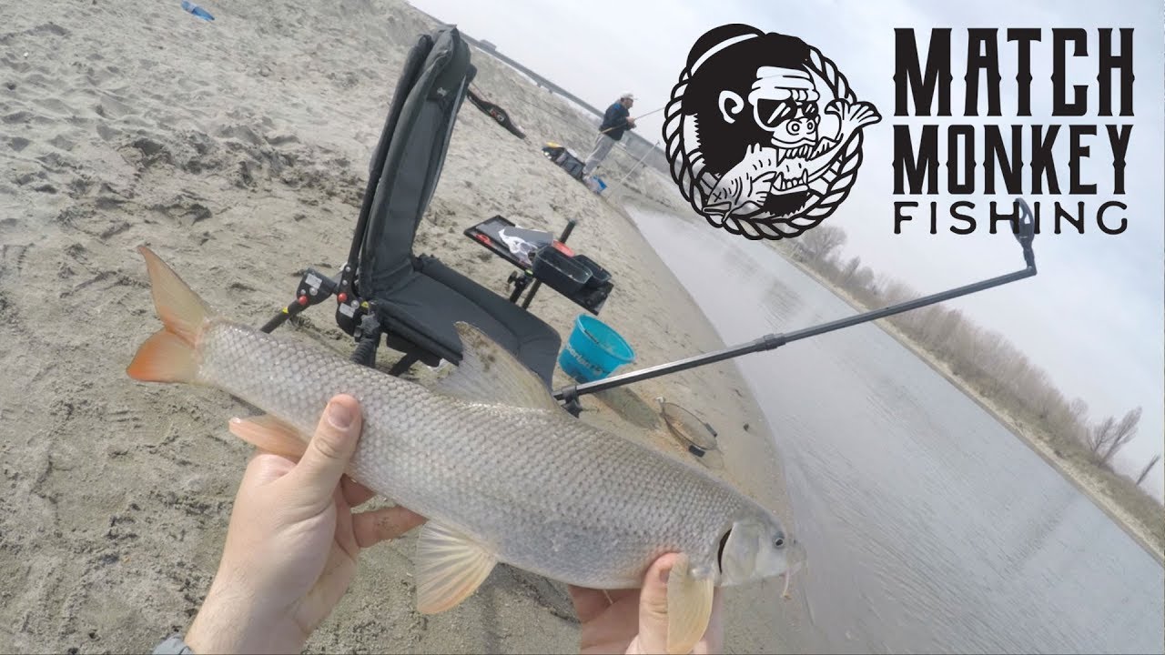 Feeder nel grande Fiume: Alla ricerca di Barbi del Po a Boretto (RE) - EP.07