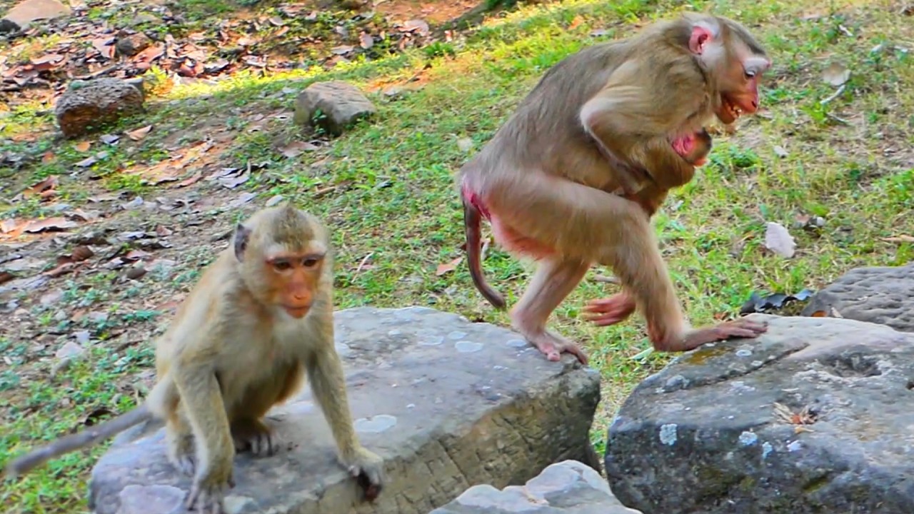 Monkey Lauy Bravely Protects Her Baby as Rainbow & Jovi Visit Newborn Lucan🐒💞