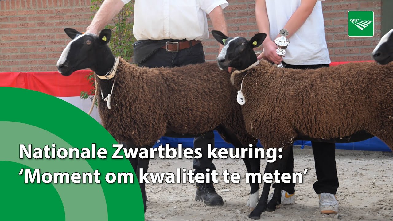 Nationale Zwartbles keuring: &lsquo;Moment om kwaliteit te meten&rsquo;