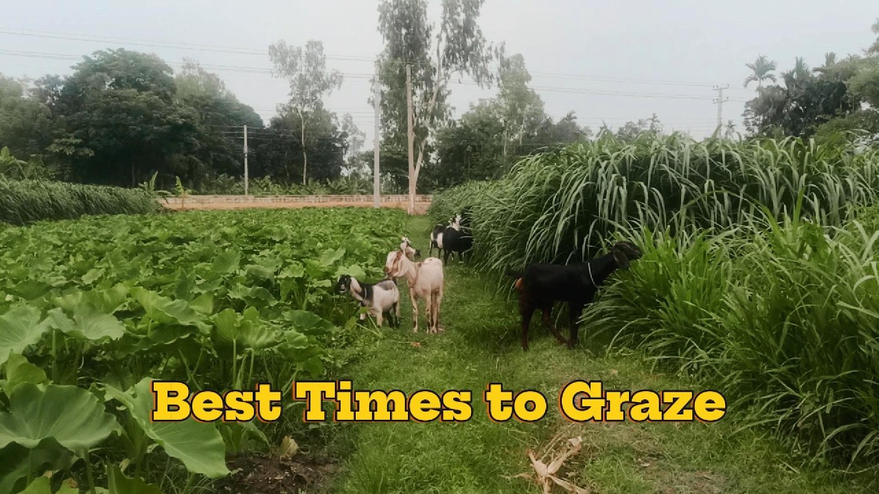 প্রাকৃতিক ভাবে ছাগল পালন🐏🐐 | Natural goat rearing🐏🐐 | Sara Farms