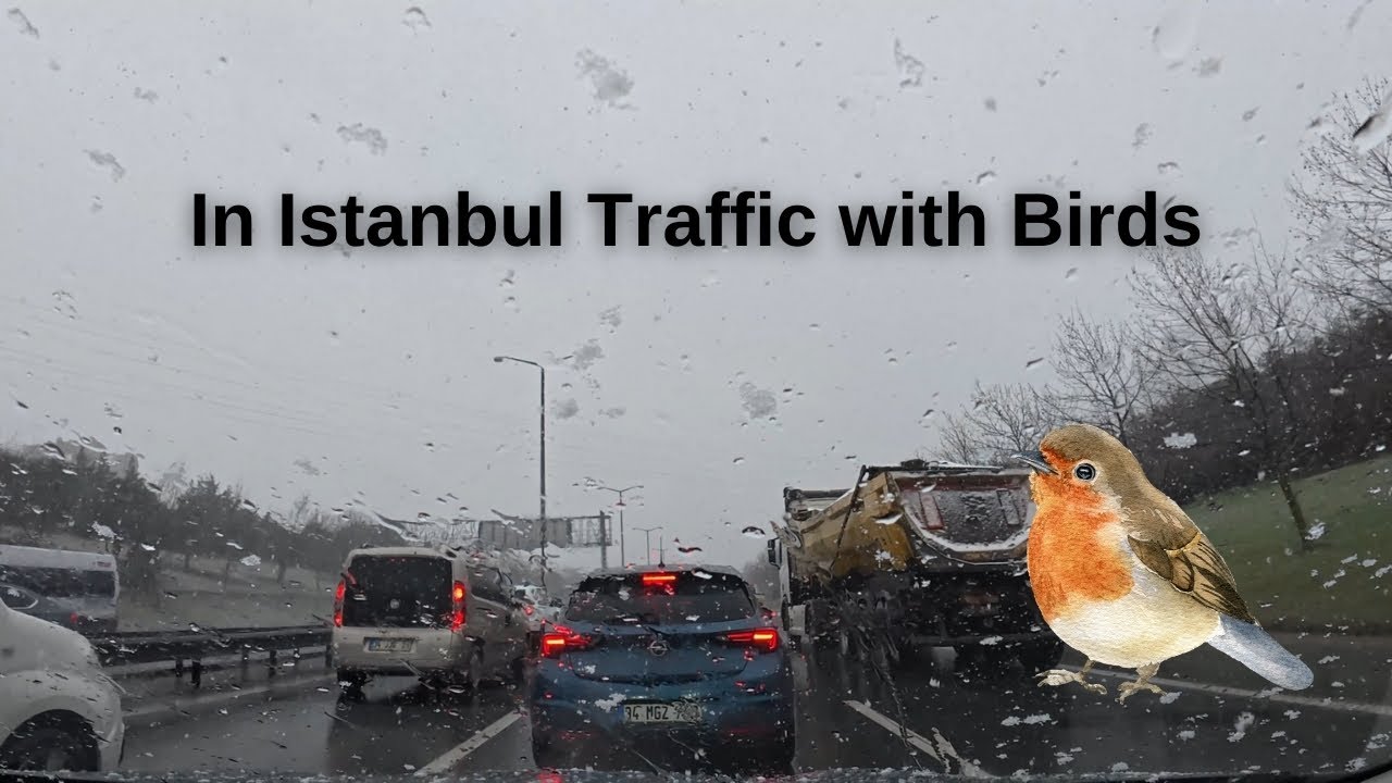I drive Goldfinches around Istanbul by Car | Birds in Istanbul Traffic :) #goldfinch