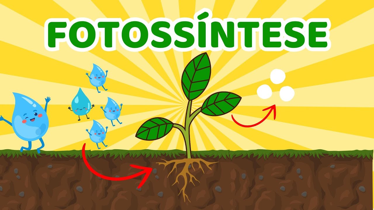 O QUE É FOTOSSÍNTESE? - Vila Educativa