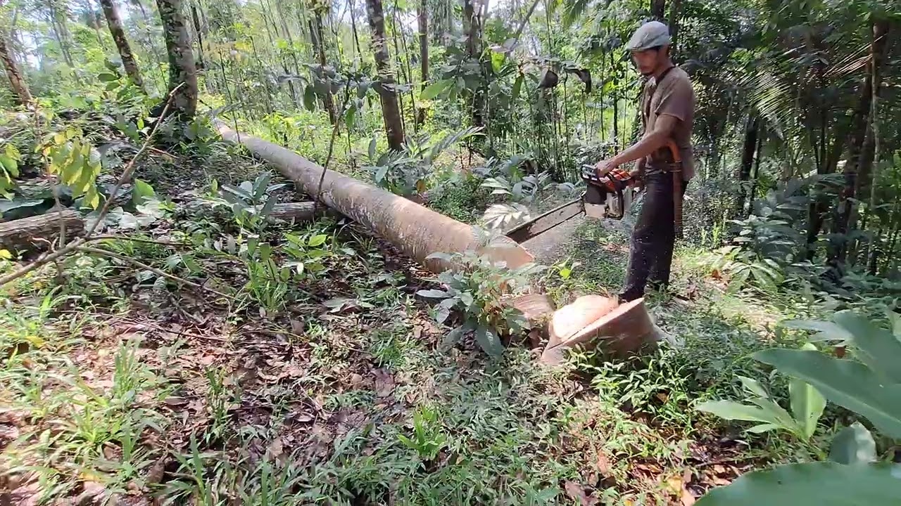 Amazing skills-cutting wood with stihl ms 382 #stihl 